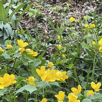 ヤマブキ,山野草,八王子,高尾山で出会えた花の画像