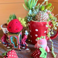 寄せ植え,多肉寄せ植え,かわいいな♡,GS日和,毎月15日はいちごの日の画像