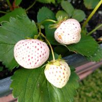 白いちご,白いちご　エンジェルエイト,鉢植え,果物,プランターの画像