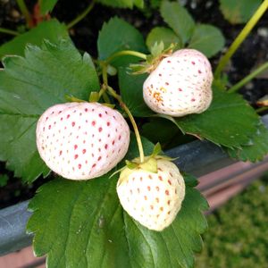 白いちご,白いちご　エンジェルエイト,鉢植え,果物,プランターの画像