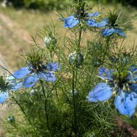ニゲラ,鉢植え,可愛い,花のある暮らし,アンティークブルーの画像
