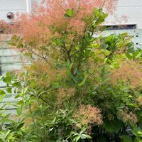 スモークツリー,ナチュラルガーデン,ふわふわ,お庭の花たち,花と暮らすの画像