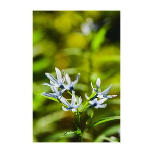 ブルースター,丁子草,山野草,植木鉢,チョウジソウ(丁子草)の画像