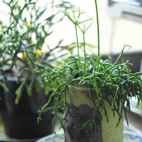 リプサリス,リプサリス･ケレウスクラ,リプサリス属,植中毒,タニラーの画像