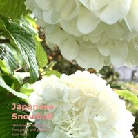 オオデマリ,テマリバナ,花のある暮らし,緑のある暮らし,植物との暮らしの画像