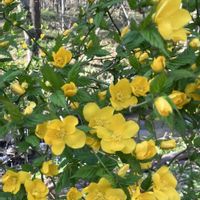 シロヤマブキ,ニリンソウ,ヤマブキ,山吹,クマガイソウの画像