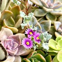 琴爪菊,多肉植物寄せ植え,小さな花,ピンクの花の画像