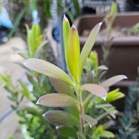 プロテア,リューカデンドロン,多肉植物,観葉植物,楽天市場の画像