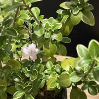白丁花,鉢植え,もらいもの,謎が解けた,ベランダの画像