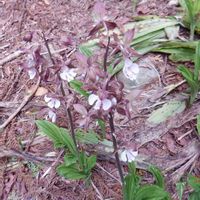 エビネ,山野草の画像