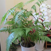 胡蝶蘭,タカワラビ,キンモウコウ,観葉植物,シダ植物の画像