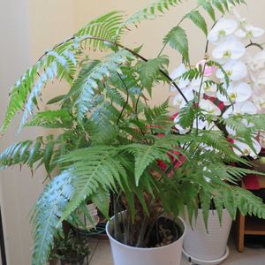 胡蝶蘭,タカワラビ,キンモウコウ,観葉植物,シダ植物の画像