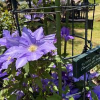 クレマチス,ネモフィラ,米塚,阿蘇山･,くじゅう花公園の画像