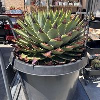 アロエ,アガベ,ポリフィラ,アロエ  ポリフィラ,多肉植物の画像