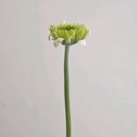 ガーベラ,ガーベラ・ツボミ,一人一花,一人一花運動@福岡市,ハナノヒの画像