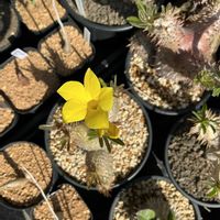 パキポディウム・グラキリス,多肉植物,塊根植物,珍奇植物の画像