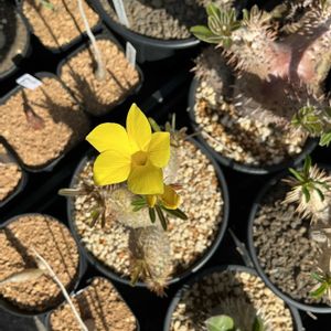 パキポディウム・グラキリス,多肉植物,塊根植物,珍奇植物の画像