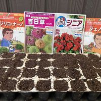 種まき,家庭菜園の画像