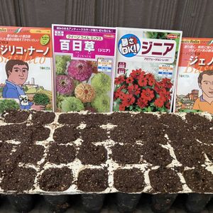 種まき,家庭菜園の画像