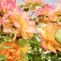 サハラ '98,地植え,ガーデニング,花のある暮らし,バラのある暮らしの画像