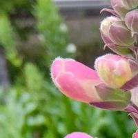 ジギタリス,ピンク,ピンクの花,ホワイト,大好きな花の画像
