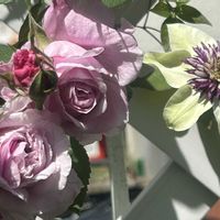 クレマチステッセン,良い香り,花のある暮らし,バラ・オールドローズ,薔薇バレリーナの画像