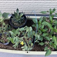 自己満足,植え付け,珪酸塩白土,リキダス顆粒,家庭菜園の画像