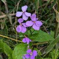 オオアラセイトウ,ムラサキハナナ,ショカッサイ,アブラナ科,平和を願うの画像