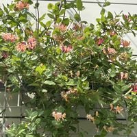 ハニーサックル,花木センターの画像