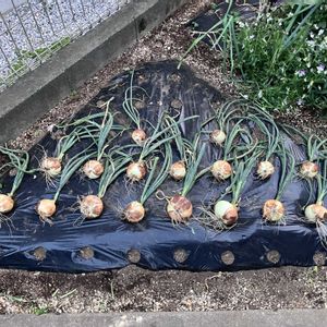 玉ねぎ,早生玉ねぎ,自己満足,家庭菜園の画像