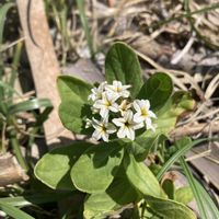 スナビキソウ,お花,山野草,海浜植物の画像