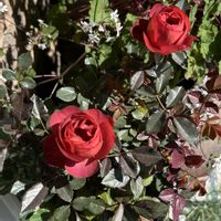 鉢植え,シェードガーデン,ばら バラ 薔薇,金曜ローズショー,小さな庭の画像