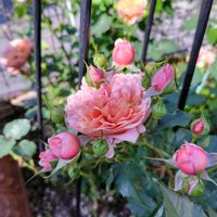 バラ,薔薇,シルクロード,ガーデニング,ナチュラルガーデンの画像