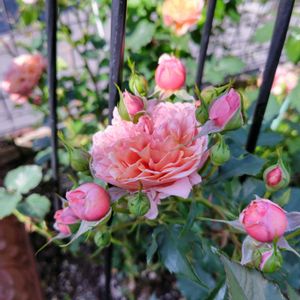 バラ,薔薇,シルクロード,ガーデニング,ナチュラルガーデンの画像