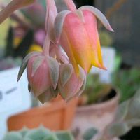 ジャーマンアイリス,ヒューケラ,オンスロー,岩千鳥,多肉植物の画像