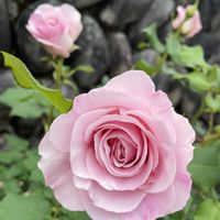 鉢植え,青空,寒冷地,日当り,玄関アプローチの画像