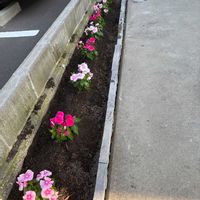 ニチニチソウ,日々草,日々草(にちにちそう),花壇,我が家の花壇の画像