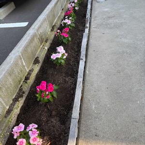 ニチニチソウ,日々草,日々草(にちにちそう),花壇,我が家の花壇の画像