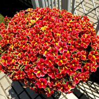 カリブラコア,ペチュニア,PWスーパーベル,スーパーベルホーリーフレア,春のお花の画像