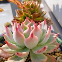 桃太郎,多肉植物,多肉植物の紅葉,元気に育て♡,多肉大好き！の画像