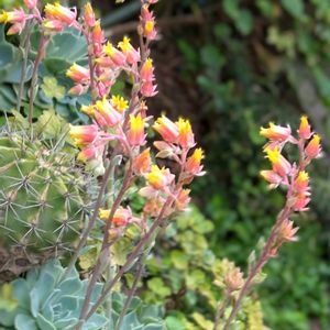 ミセバヤ,エケベリア,七福神,養老,多肉植物の画像