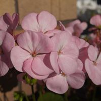ゼラニウム,多年草,青空,観賞用,南アフリカ原産の画像