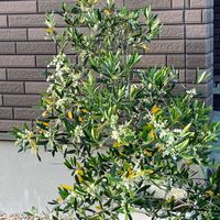 オリーブ,仕事帰りに,通り道のお宅のアプローチに,お花が咲いていましたの画像