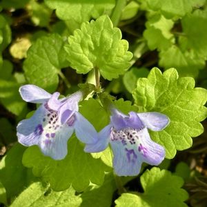 カキドオシ（垣通し）,花壇,多年草,植物観察,東北人花の会の画像