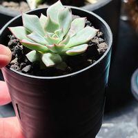 エケベリア,ストリクチ フローラ ノヴァ,多肉植物の画像