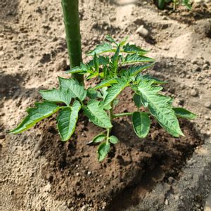 サンマルツァーノ,自家製野菜,栽培記録,農業女子,おうち園芸の画像