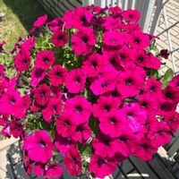 カリブラコア,ペチュニア,サフィニア,サントリーサフィニア,春のお花の画像