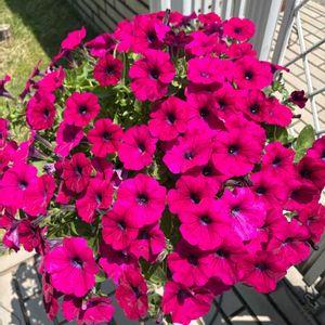カリブラコア,ペチュニア,サフィニア,サントリーサフィニア,春のお花の画像