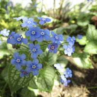 ブルンネラ ジャックフロスト,地植え,小さな花,葉っぱ,青い花の画像