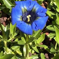 キンラン,タニウツギ,リュウキンカ,チャボリンドウ,ミツバツチグリの画像